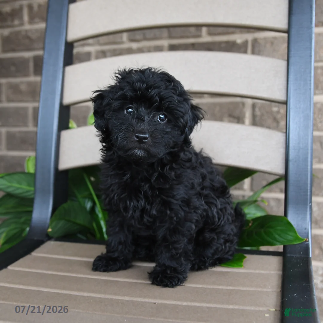 Havapoo dogs for sale: Aria - Ad 1