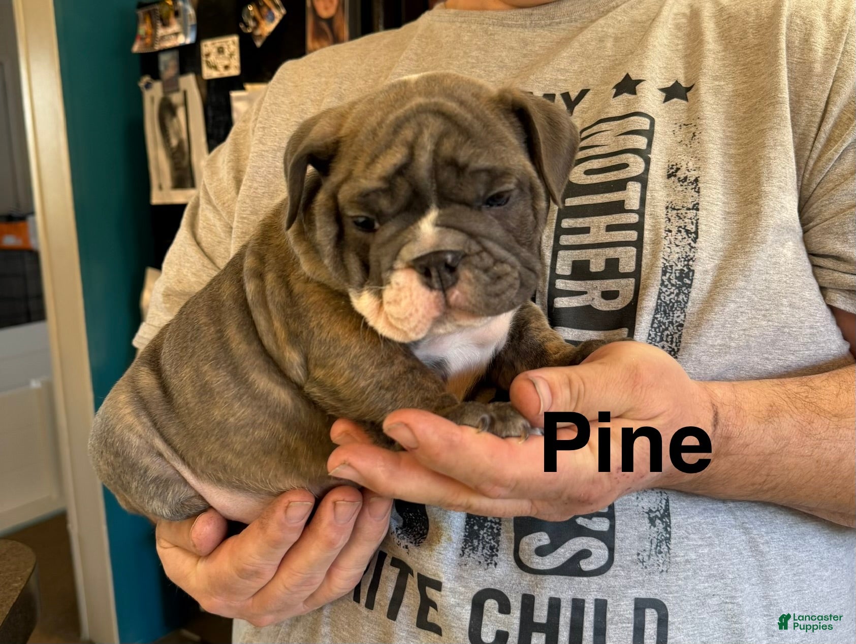 English Bulldog dogs Pine - Ad 39