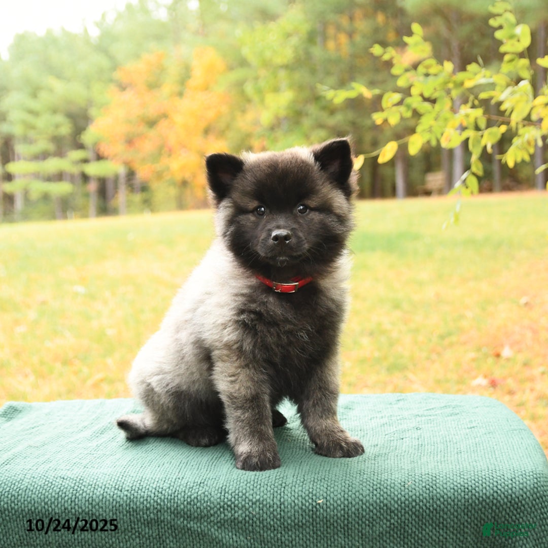 Keeshond Puppies for sale Lancaster Puppies