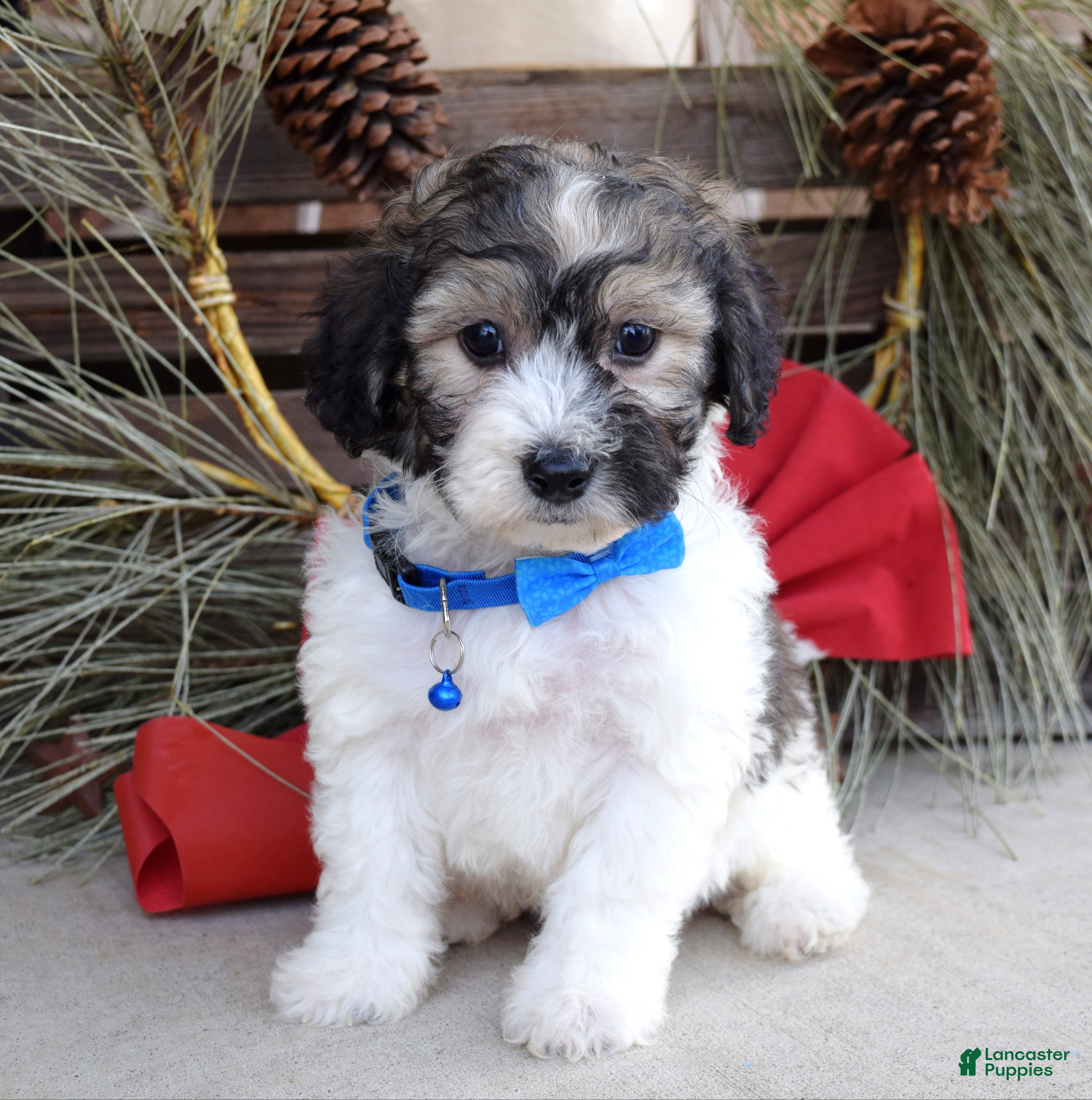 Bichpoo dogs Biscuit - Ad 34