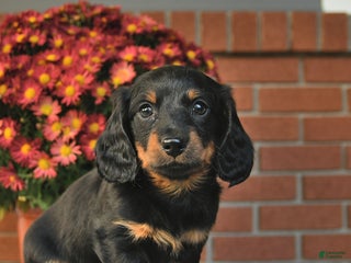 Miniature Dachshund dogs - Ad 38