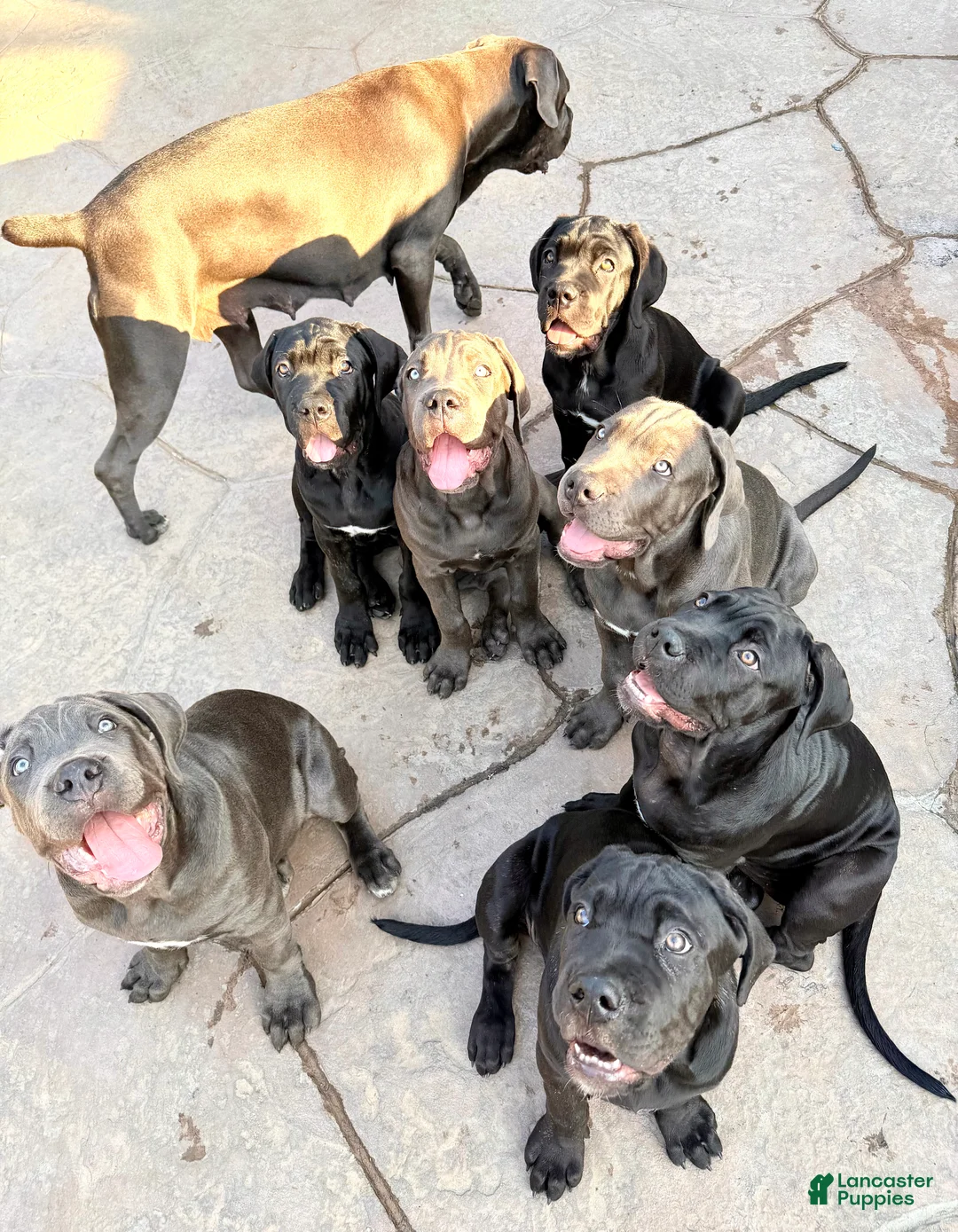 Gallery Image {{count}}