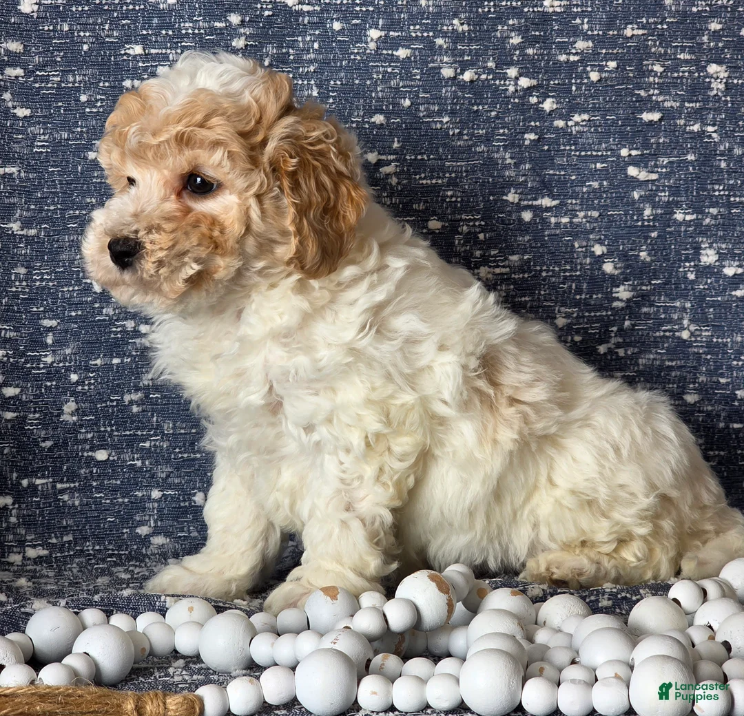 Bichpoo dogs for sale: Barney  - Ad 5