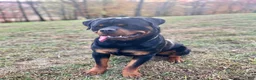Rottweiler dogs for sale: Jose - Ad 17