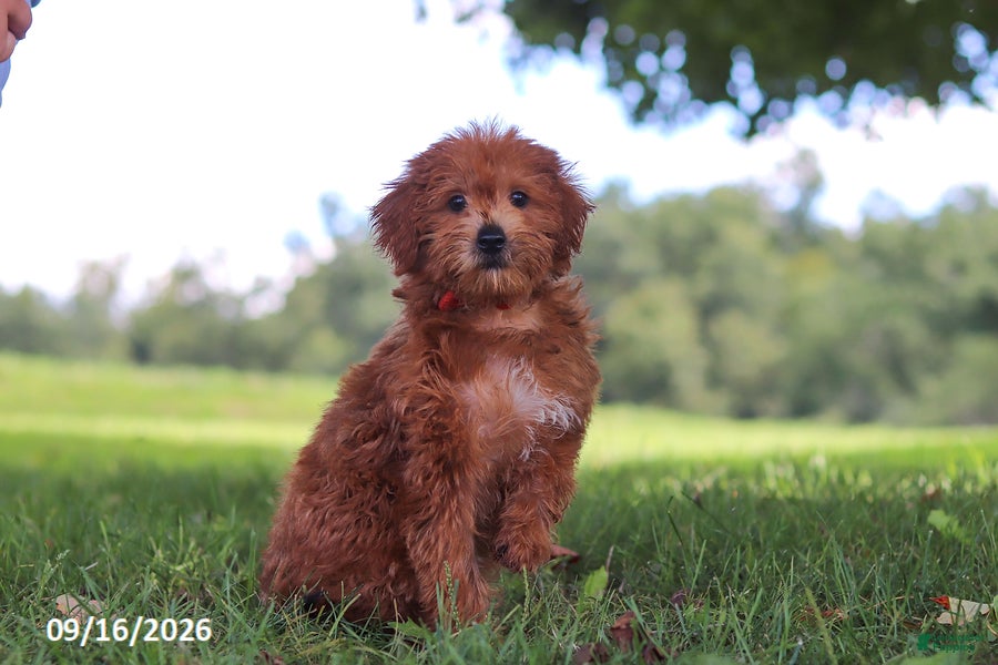 Yochon dogs Lucky - Ad 2