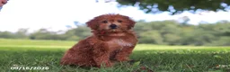 Yochon dogs for sale: Lucky - Ad 2