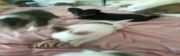 Chihuahua dogs for sale: Pepper - Ad 2