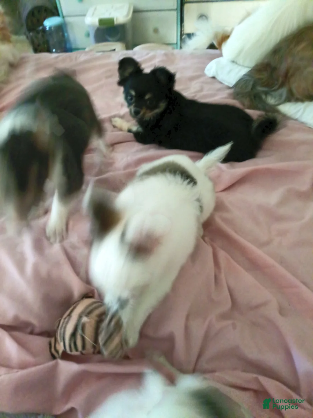 Chihuahua dogs for sale: Pepper - Ad 2