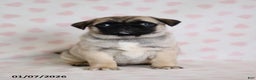 Pug dogs for sale: Buster - Ad 2