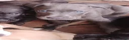 Mixed Breed dogs for sale: Mixed Breed 3 - Ad 1