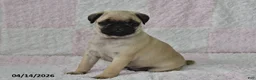 Pug dogs for sale: Max - Ad 4