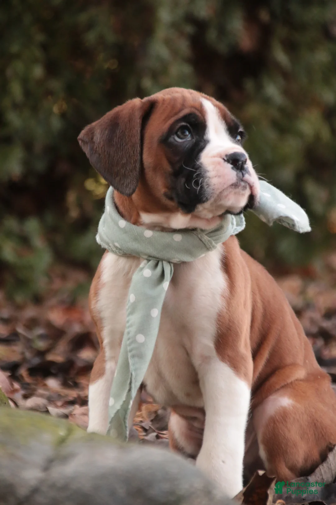 Boxer dogs for sale: Asher - Ad 7