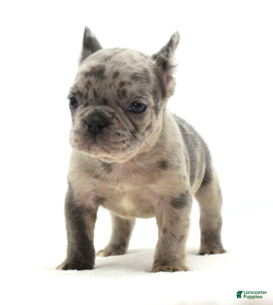 Mixed Breed dogs for sale: Hollywood merle blue  - Ad 12