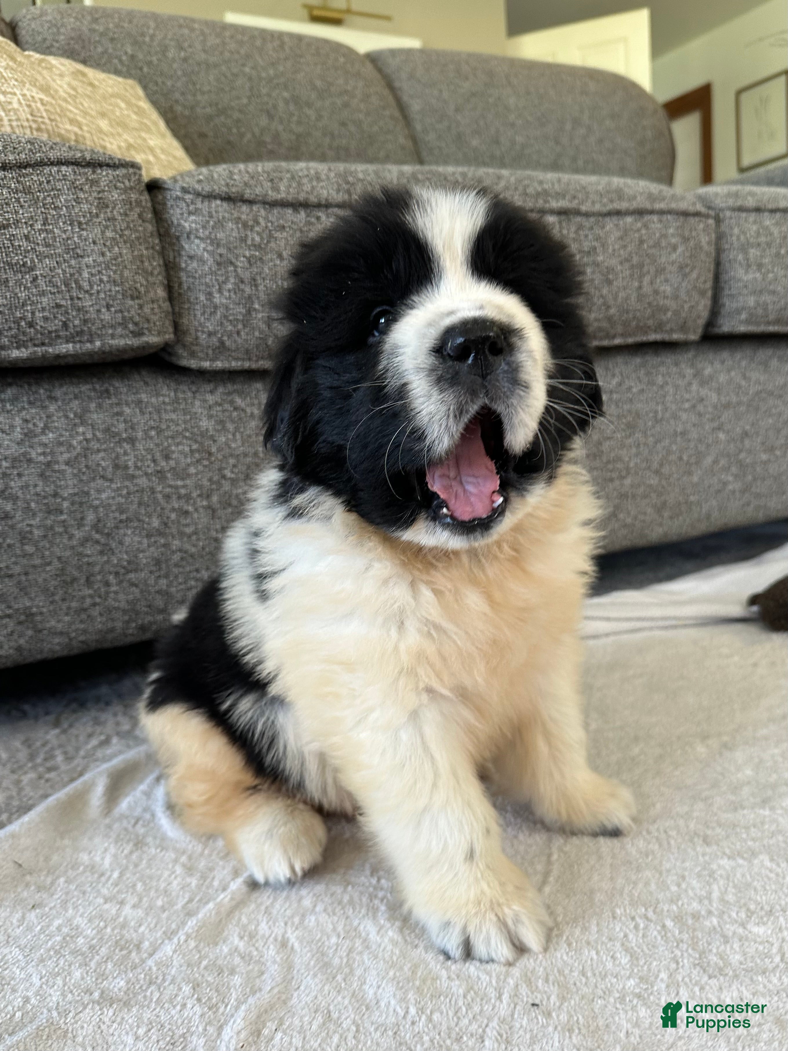 Newfoundland dogs for sale: “ Boone” OFA, CH, AKC  - Ad 4