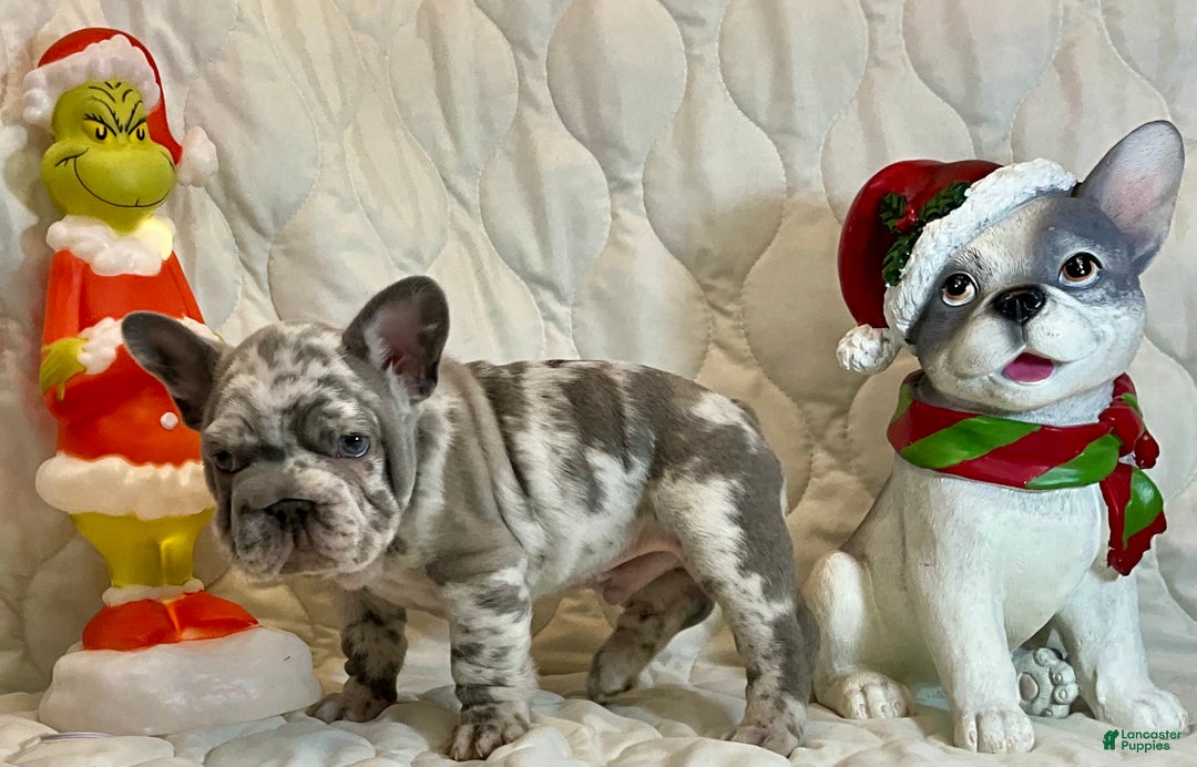 French Bulldog dogs for sale: Garmin - Ad 3