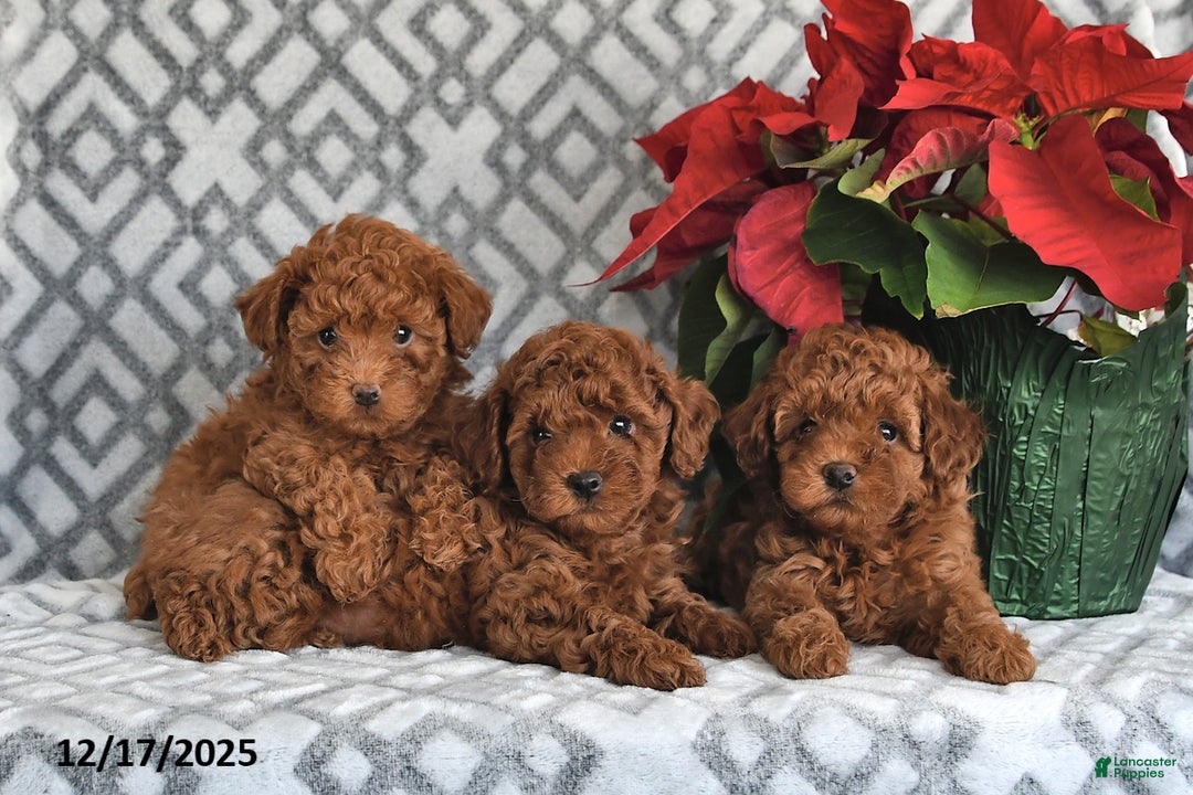 Bichpoo dogs for sale: Ruby - Ad 3