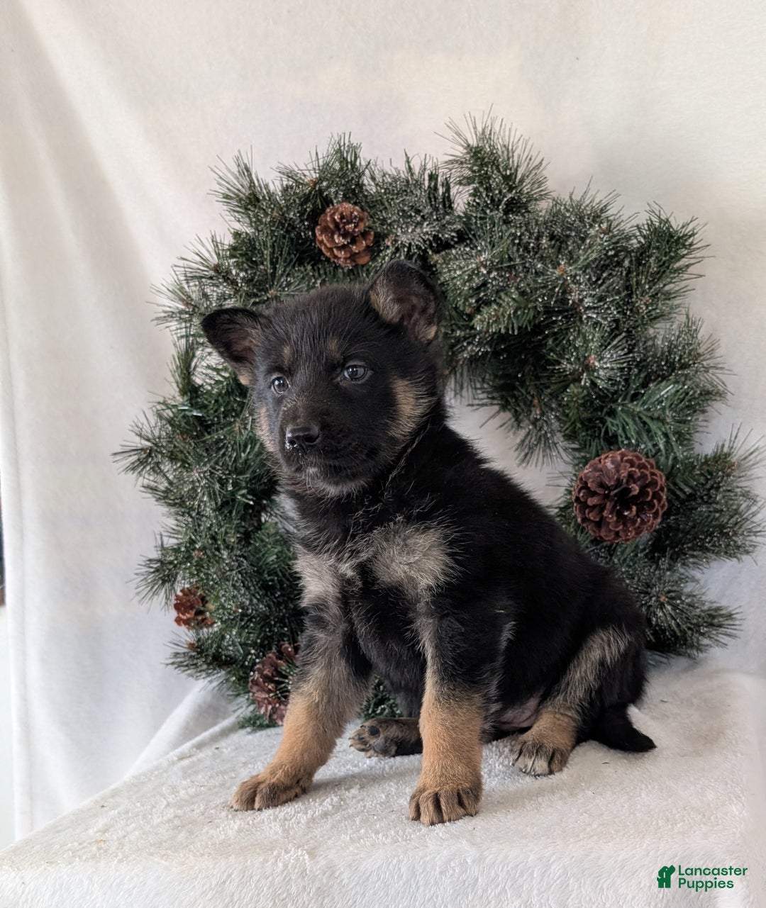 German Shepherd dogs for sale: Emmie  - Ad 3