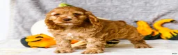 Cocker Spaniel dogs for sale: Polly - Ad 16