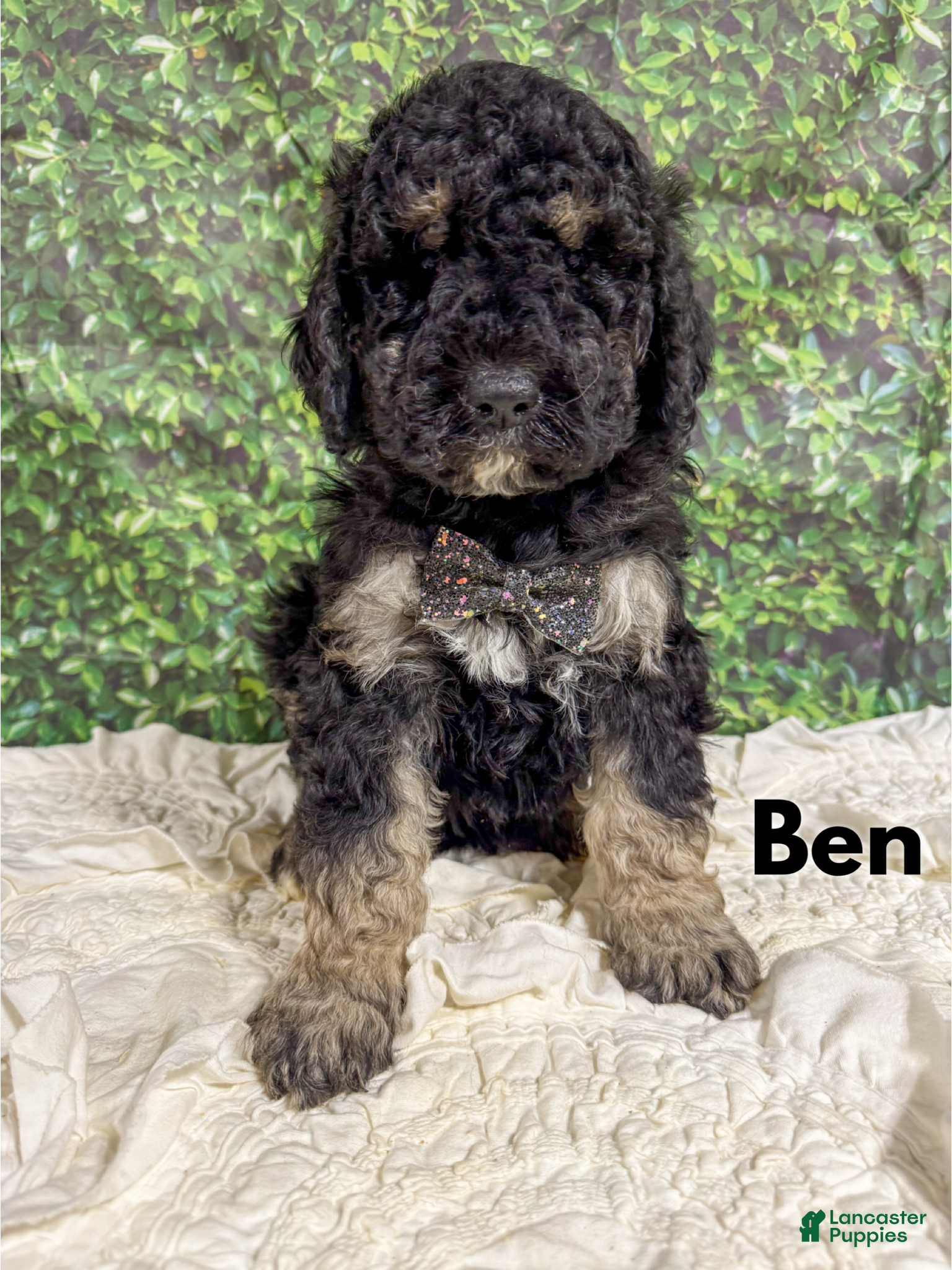 Saint Berdoodles dogs Ben - Ad 11