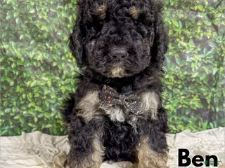 Saint Berdoodles dogs Ben - Ad 11