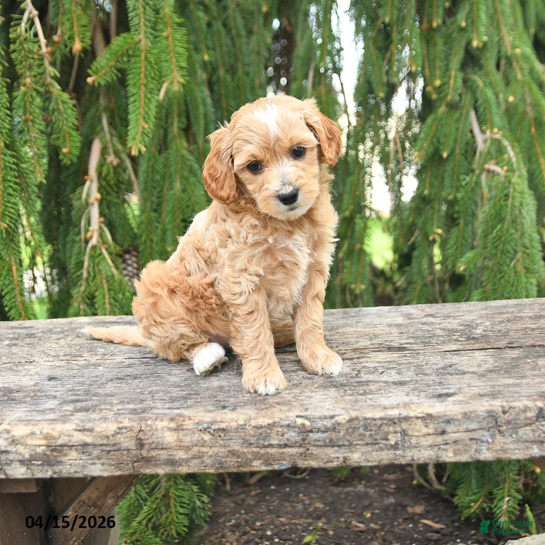 Goldendoodle dogs for sale: Misty - Ad 1