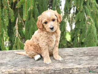 Goldendoodle dogs for sale: Misty - Ad 3