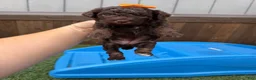 Miniature Poodle dogs for sale: Akc Clear 🧬 tested Chocolate Phantom 🩷 - Ad 4