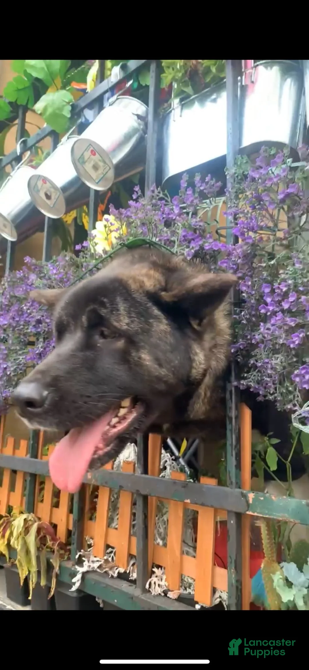 Akita dogs for sale: Akita 3 - Ad 2