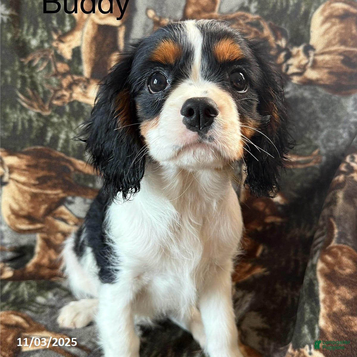 Cavalier King Charles Spaniel dogs Buddy - Ad 1