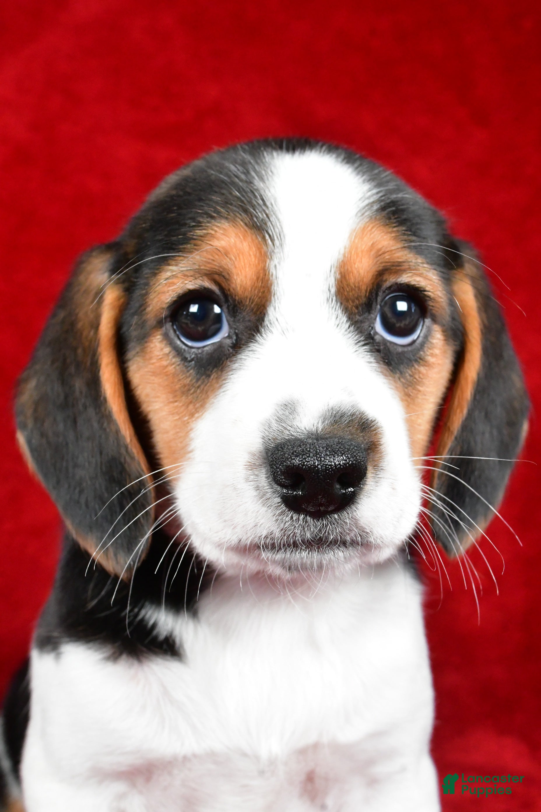 Beagle dogs Anita - Ad 1