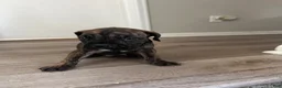 Cane Corso dogs for sale: Cane Corso 5 - Ad 7
