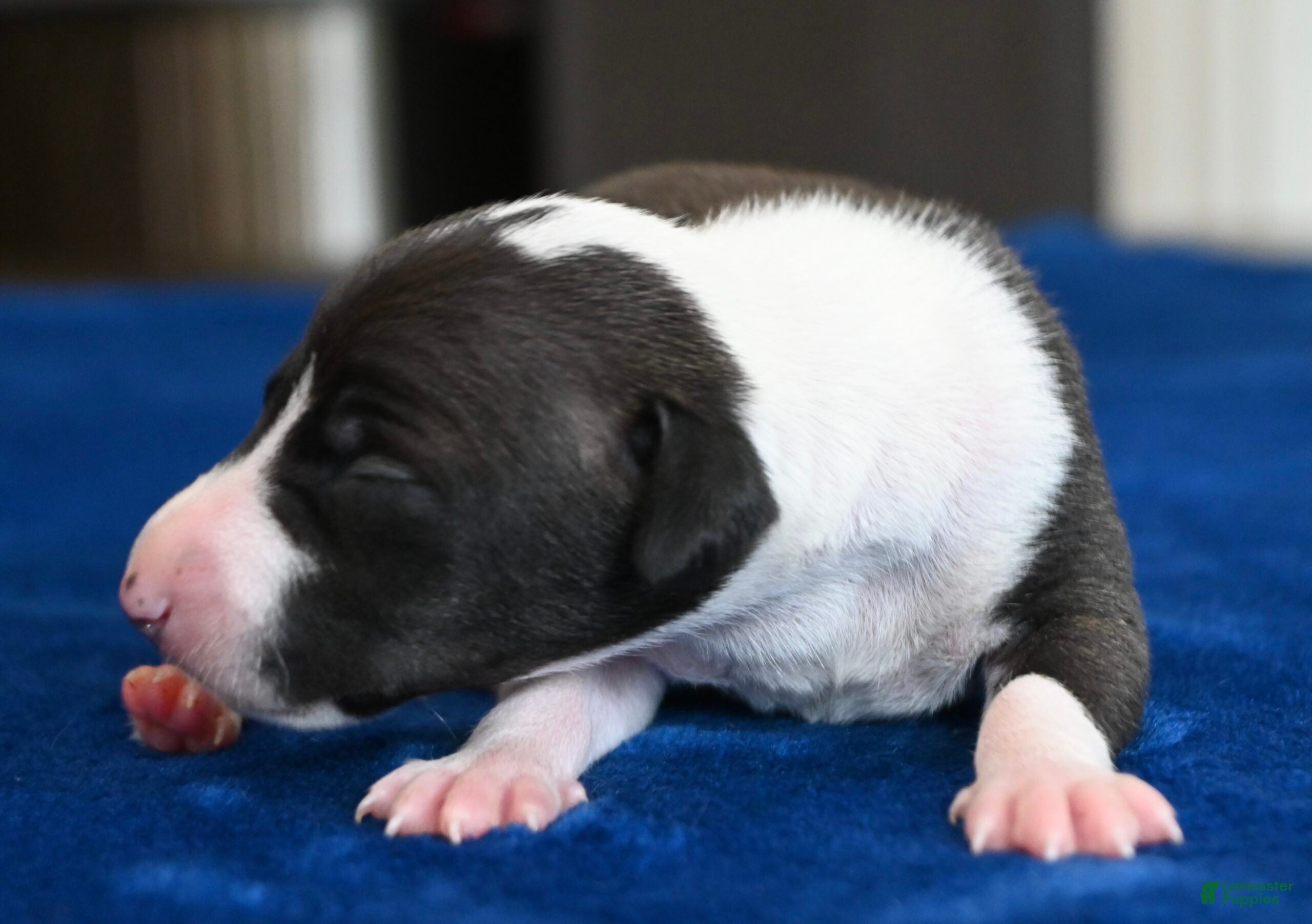 Italian Greyhound dogs Tango - Ad 2