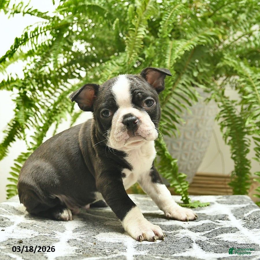 Boston Terrier dogs Cooper - Ad 2