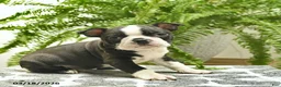 Boston Terrier dogs for sale: Cooper - Ad 2