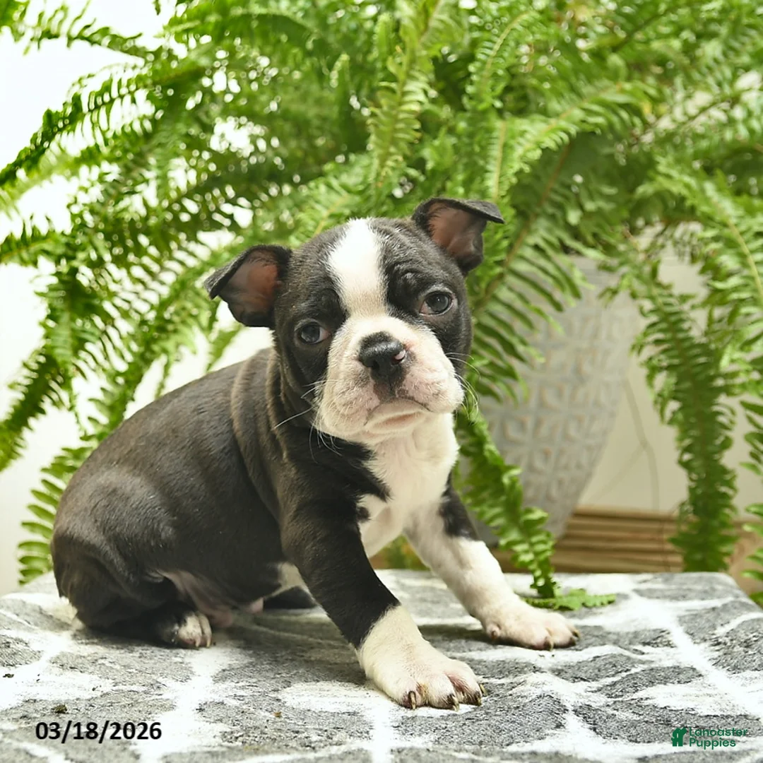 Boston Terrier dogs for sale: Cooper - Ad 2