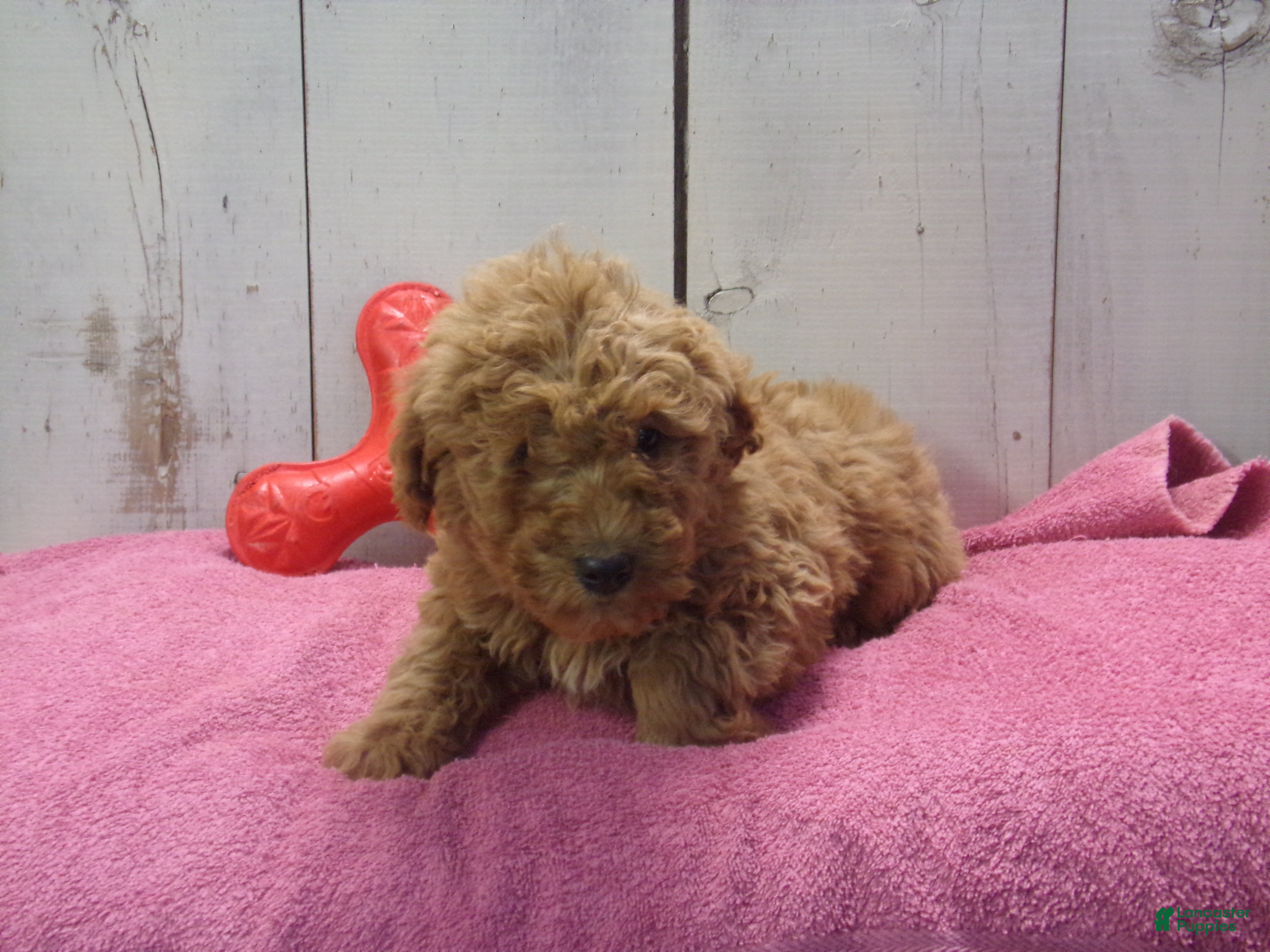 Standard Poodle dogs Ethel - Ad 19