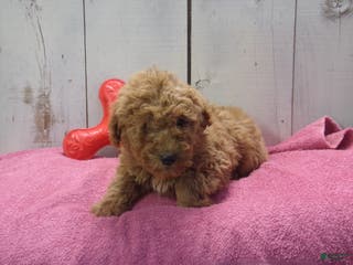 Standard Poodle dogs Ethel - Ad 19