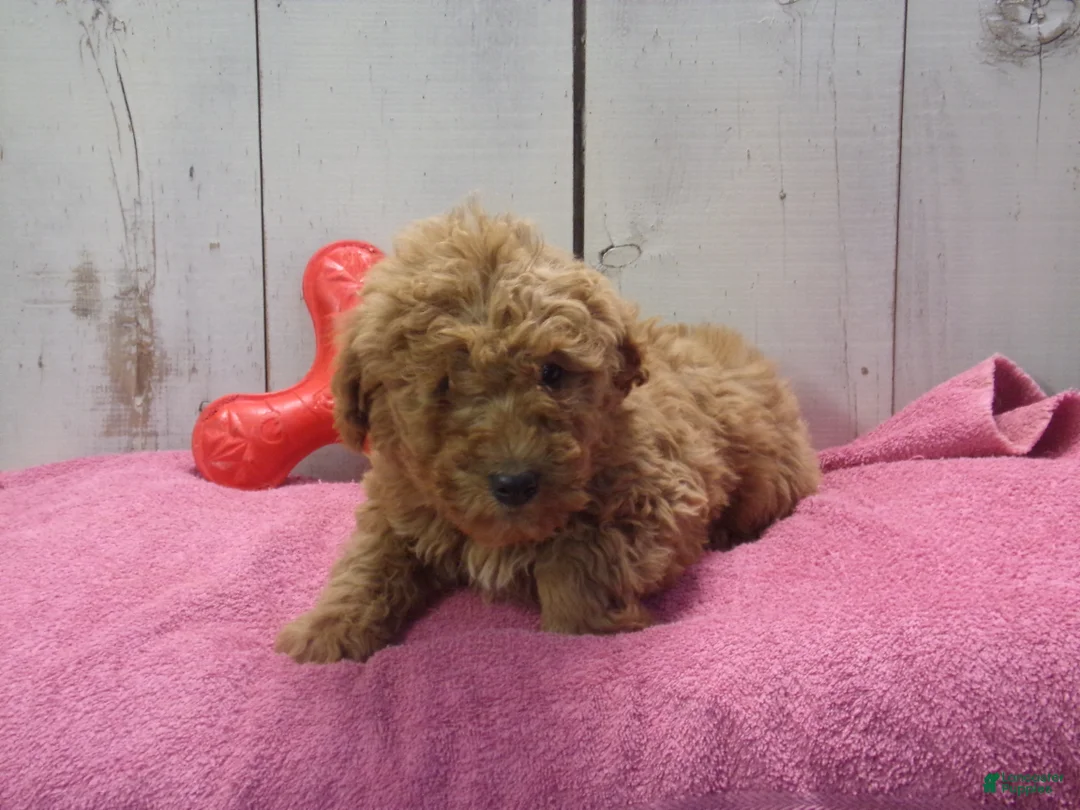 Standard Poodle dogs for sale: Ethel - Ad 1