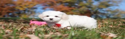 Maltese dogs for sale: Colby - Ad 3
