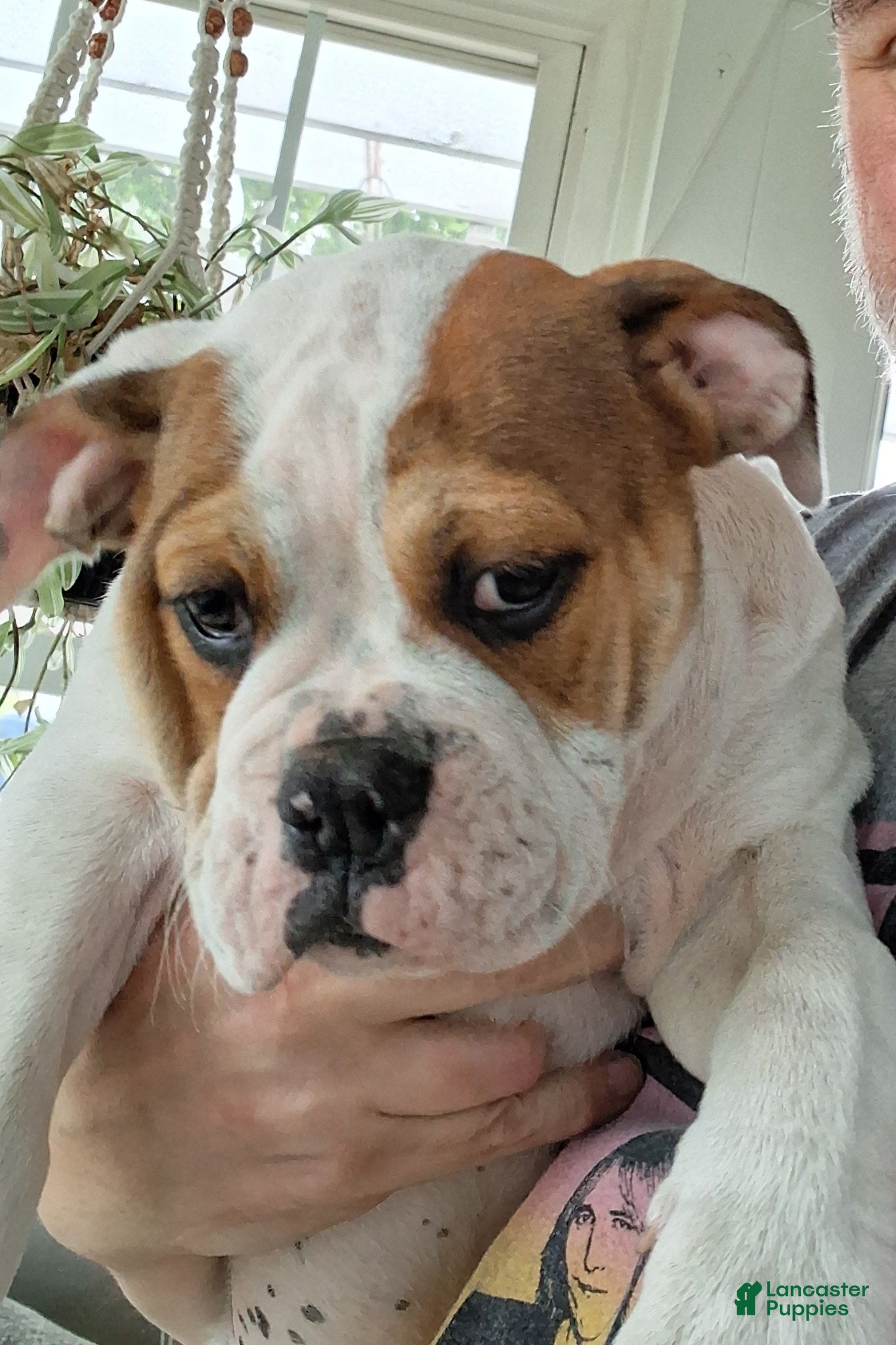 Olde English Bulldogge dogs Swiss  - Ad 1
