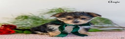 Morkie dogs for sale: Angie - Ad 3