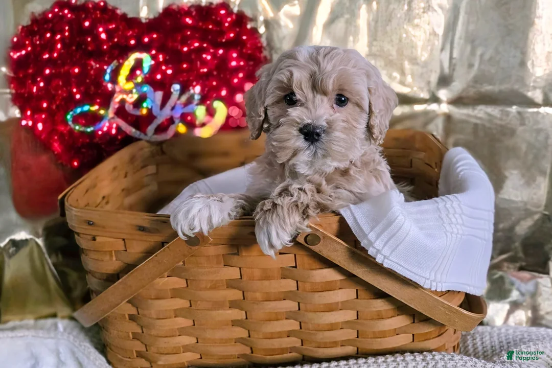 Cockapoo dogs for sale: Fallon - Ad 3