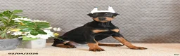 Doberman Pinscher dogs for sale: Zara - Ad 4