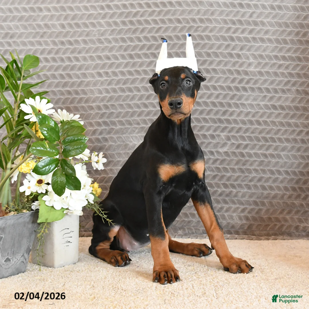 Doberman Pinscher dogs for sale: Zara - Ad 4
