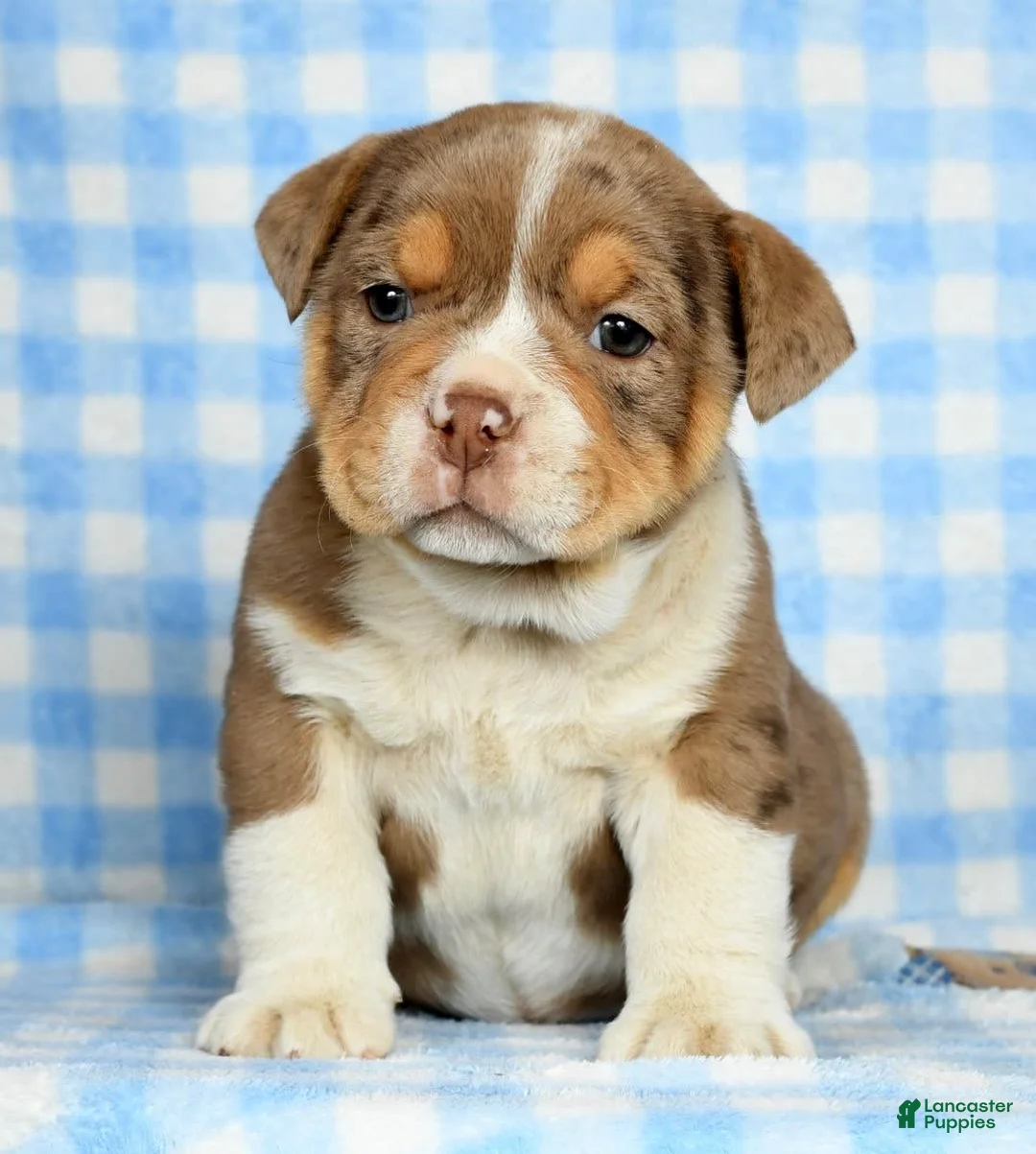 Gallery Image {{count}}