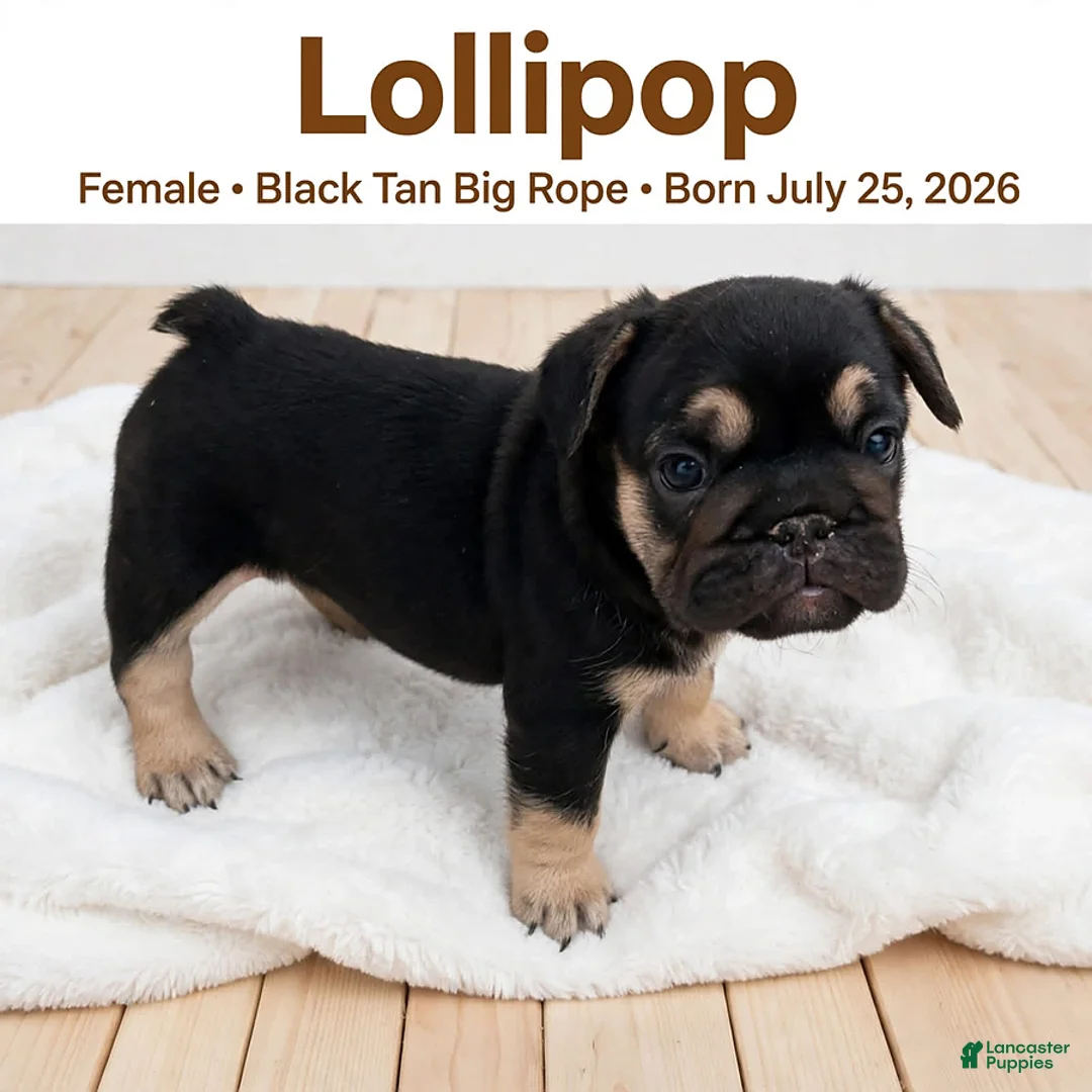 French Bulldog dogs for sale: Lollipop - Ad 1