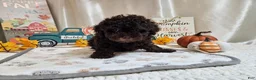 Miniature Poodle dogs for sale: AJ Lynn - Ad 4