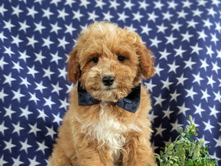 Bichpoo dogs - Ad 23