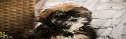 Shih Tzu dogs for sale: Shep - Ad 2