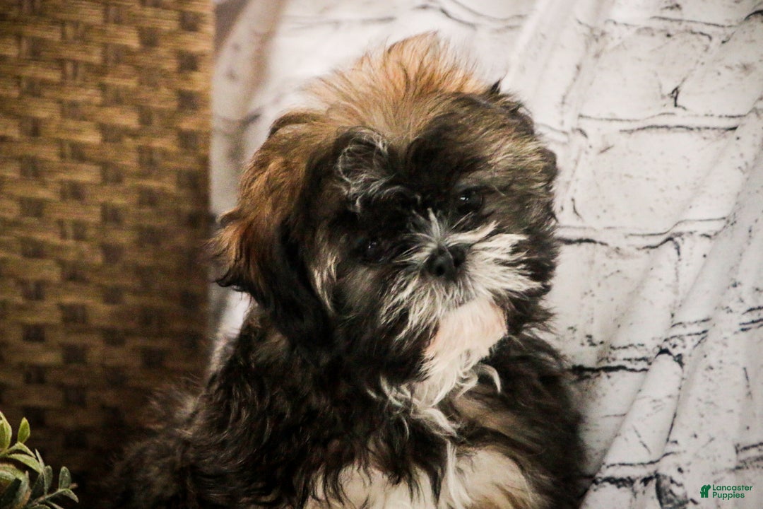 Shih Tzu dogs for sale: Shep - Ad 2